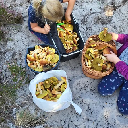 Caloroczne Perelka Lubiatowska Daire *